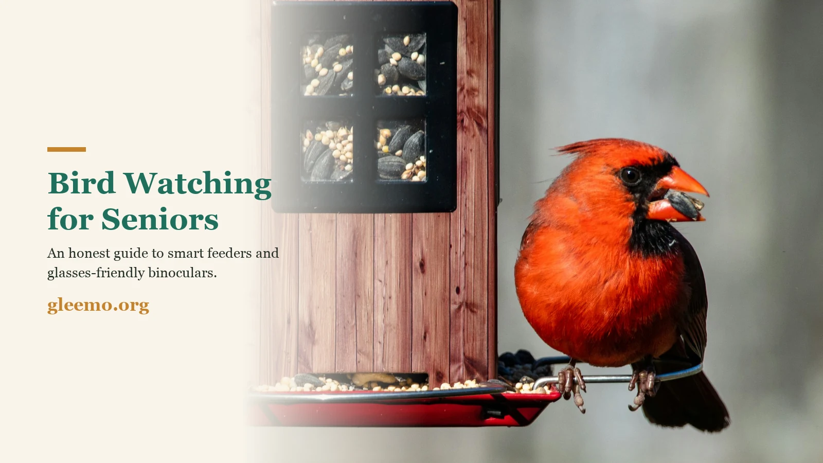 A bright red male northern cardinal perched at a wooden backyard bird feeder — bird watching for seniors.